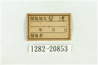褐翅青灰蝶藏品圖，第3張