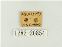 燕灰蝶藏品圖，第3張