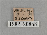 臺灣榿翠灰蝶藏品圖，第3張