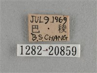 臺灣榿翠灰蝶藏品圖，第3張