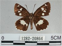 玉帶弄蝶藏品圖，第1張