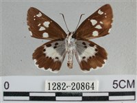 玉帶弄蝶藏品圖，第2張