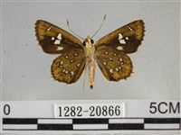 白斑弄蝶藏品圖，第2張