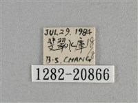 白斑弄蝶藏品圖，第3張