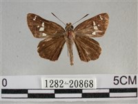 白斑弄蝶藏品圖，第1張