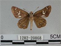 白斑弄蝶藏品圖，第2張