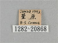 白斑弄蝶藏品圖，第3張