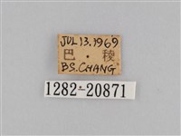 褐翅蔭眼蝶藏品圖，第3張