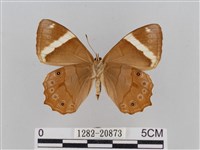 深山黛眼蝶藏品圖，第2張