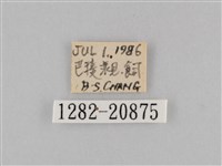 褐翅蔭眼蝶藏品圖，第3張