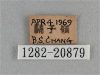 紫日灰蝶藏品圖，第3張
