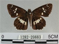 玉帶弄蝶藏品圖，第1張