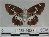 玉帶弄蝶藏品圖，第2張