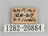 藍紋鋸眼蝶藏品圖，第3張
