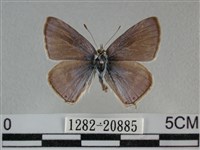 豆波灰蝶藏品圖，第1張