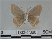 豆波灰蝶藏品圖，第2張