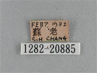 豆波灰蝶藏品圖，第3張