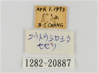 熱帶白裙弄蝶藏品圖，第3張
