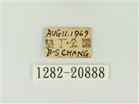玳灰蝶藏品圖，第3張