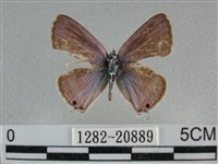 豆波灰蝶藏品圖，第1張