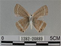 豆波灰蝶藏品圖，第2張