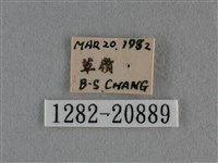 豆波灰蝶藏品圖，第3張