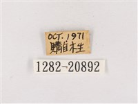 碧翠灰蝶藏品圖，第3張