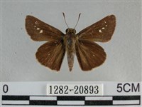 小稻弄蝶藏品圖，第1張