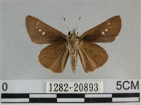 小稻弄蝶藏品圖，第2張