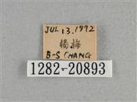 小稻弄蝶藏品圖，第3張