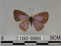 雅波灰蝶藏品圖，第1張