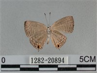 雅波灰蝶藏品圖，第2張