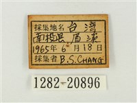燕灰蝶藏品圖，第3張