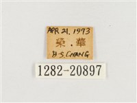 淺色眉眼蝶藏品圖，第3張