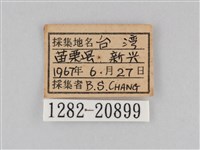 大波眼蝶藏品圖，第3張