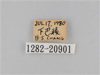 小波眼蝶藏品圖，第3張