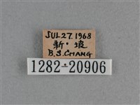 小稻弄蝶藏品圖，第3張