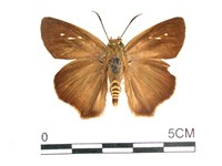 長翅弄蝶藏品圖，第1張