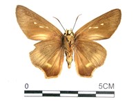 長翅弄蝶藏品圖，第2張