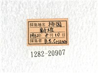 長翅弄蝶藏品圖，第3張