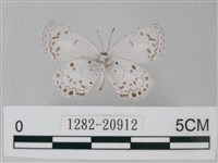 Accession Number:001282-20912 Collection Image, Figure 2, Total 3 Figures