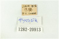 白斑嫵琉灰蝶藏品圖，第3張