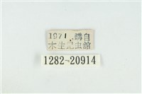 黃閃翠灰蝶藏品圖，第3張