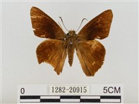 尖翅絨弄蝶藏品圖，第1張