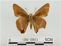 尖翅絨弄蝶藏品圖，第2張