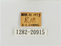 尖翅絨弄蝶藏品圖，第3張