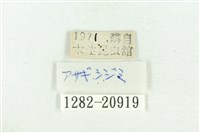 褐翅青灰蝶藏品圖，第3張