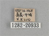 小稻弄蝶藏品圖，第3張
