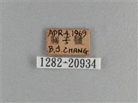 臺灣斑眼蝶藏品圖，第3張