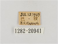 稻弄蝶藏品圖，第3張
